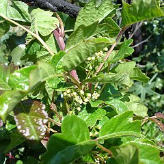 toxicodendron diversilobum